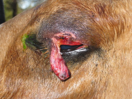 equine eye injury lower lid laceration
